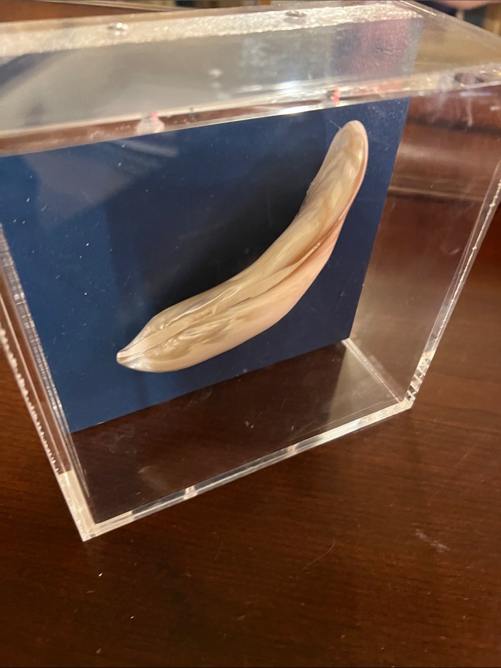 Iridescent Cream Shell Accent Decor